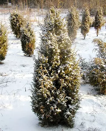 Isopilarikataja Sisu - Katajat - AB10010011955 - 1