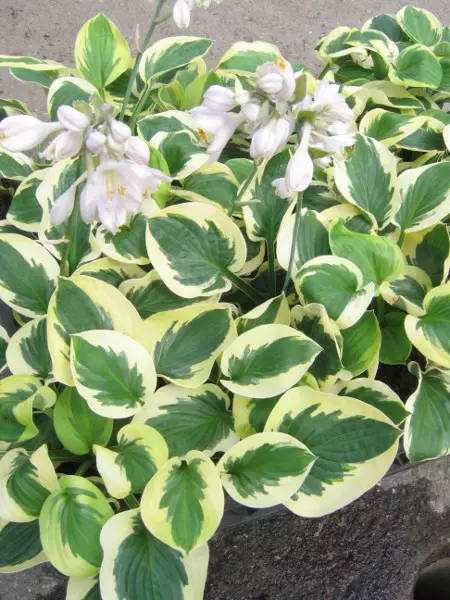 Jalokuunlilja Brim Cup - Perennat - 6417481277595 - 1