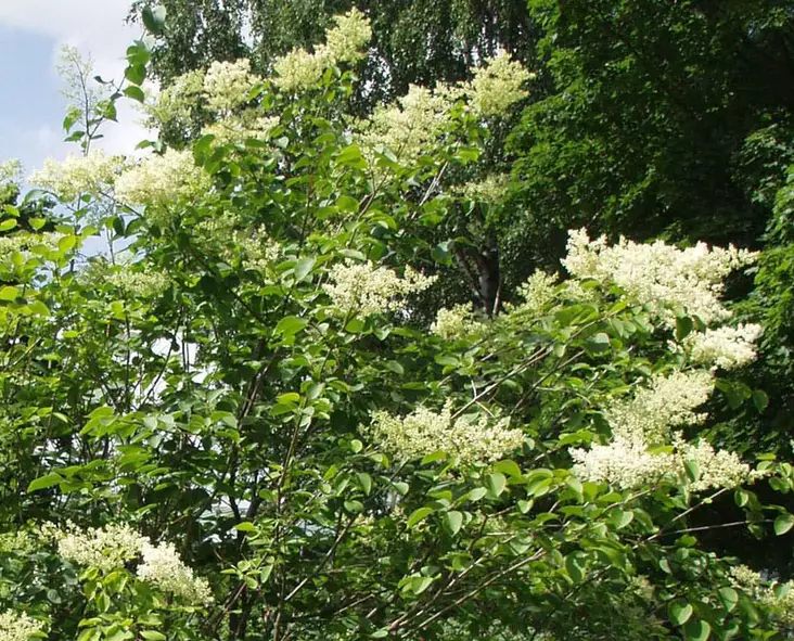 Japaninlikusterisyreeni 100-200 - Pikkupuut / rungolliset pensaat - 3941434957515 - 1