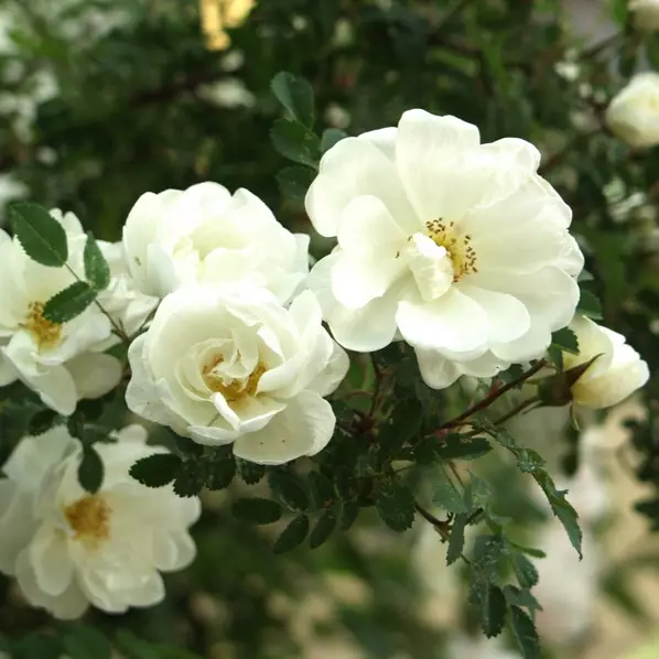 Juhannusruusu Plena - Pensasruusut - AB10010011185 - 1