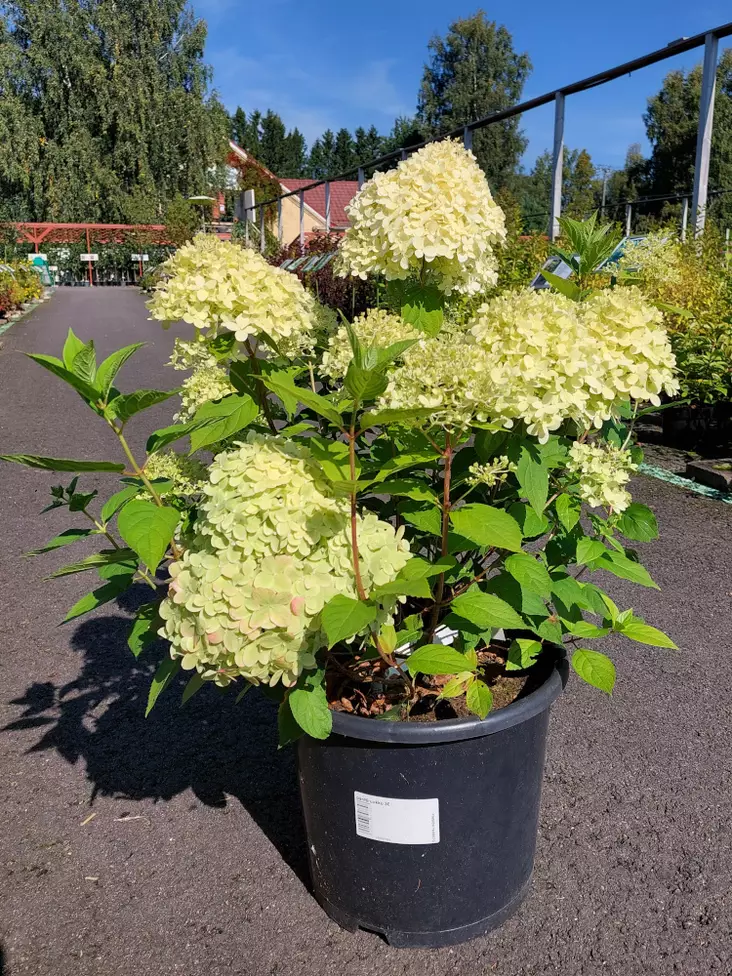 Jumbo Japaninhortensia Limelight - Jumbotaimet - AB10010012325 - 1