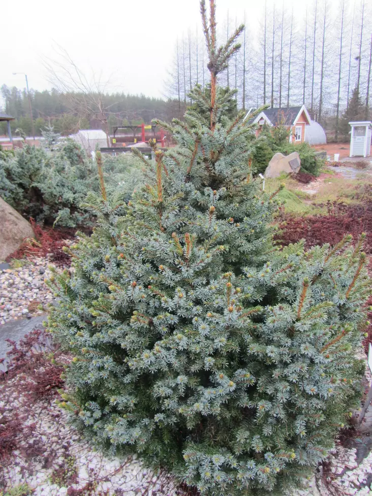 Kääpiöserbiankuusi Nana - Kuuset - AB10010012005 - 1