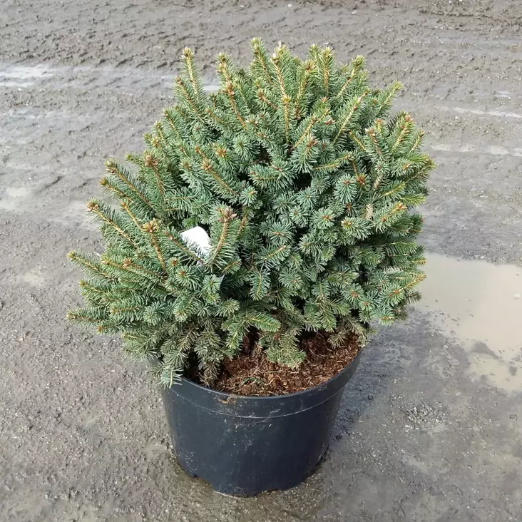 Kääpiösitkankuusi Nana - Kuuset - AB10010012025 - 1