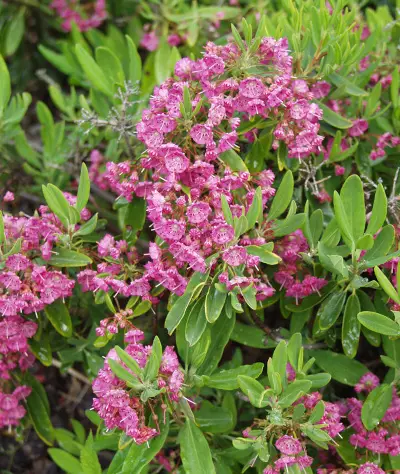 Kapealehtikalmia Rubra - Astiataimet - AB10010010775 - 1