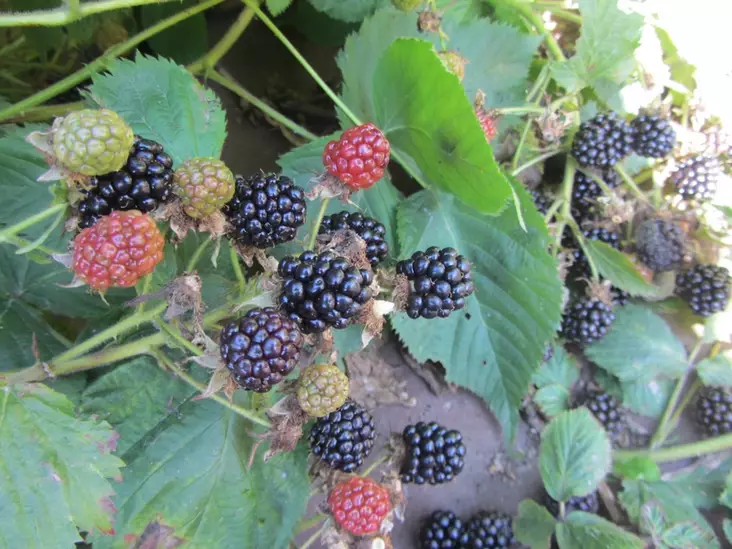 Mustavatukka Sonja - Vadelmat - 3940535377475 - 1