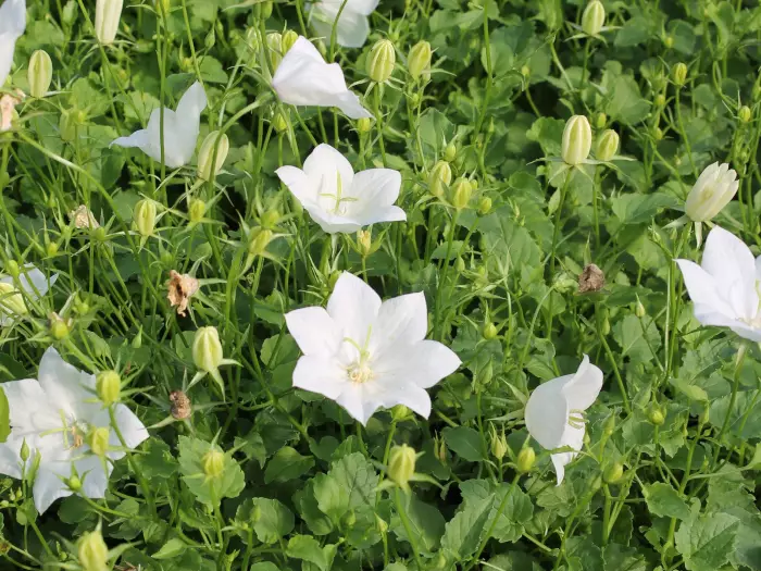 Karpaattienkello Weisse Clips - Perennat - AB10010012305 - 1