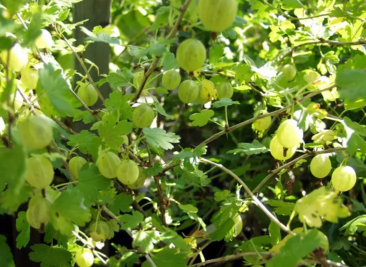 Karviainen runko 90 Hinnonmäen Keltainen - Karviaiset - 3940535374955 - 1