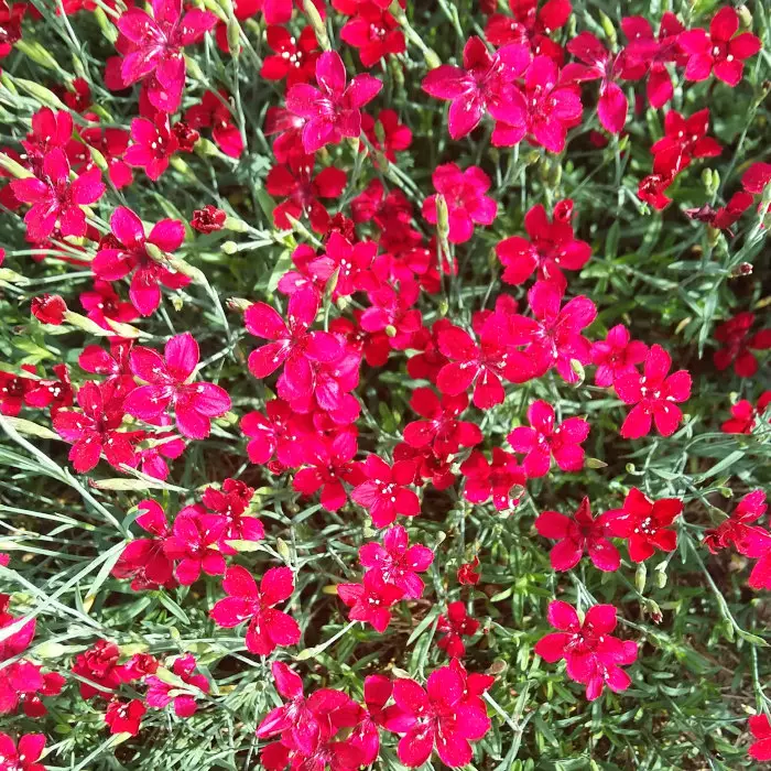 Ketoneilikka - Perennat - 6430019380635 - 1