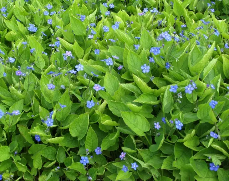 Kevätkaihonkukka - Perennat - 6430019381465 - 1