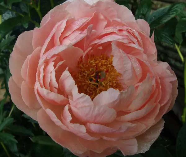 Kiinanpioni Coral Sunset - Pionit - 6417481250055 - 1