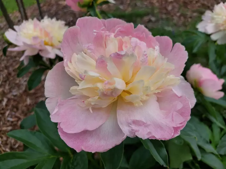 Kiinanpioni Raspberry Sundae - Pionit - AB10010010555 - 1