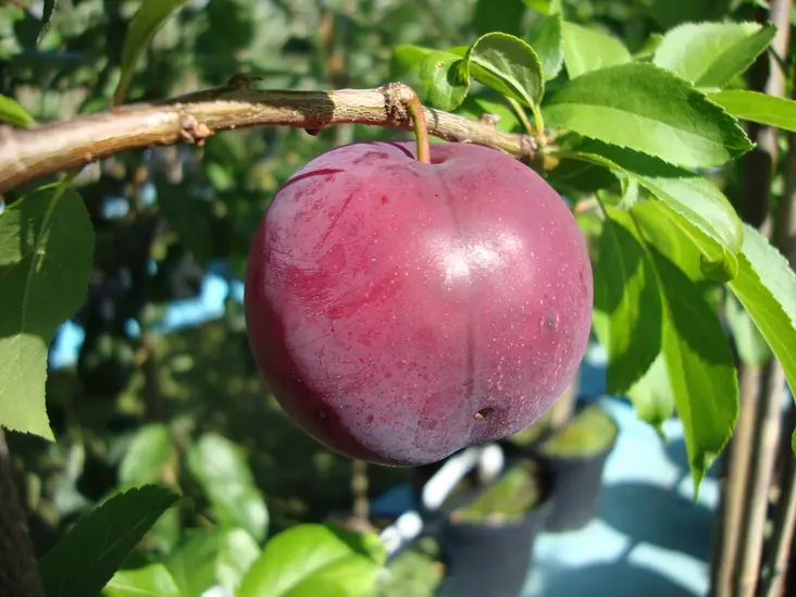 Kirsikkaluumu Kometa 150-200 - Luumupuut - 3941403810575 - 1