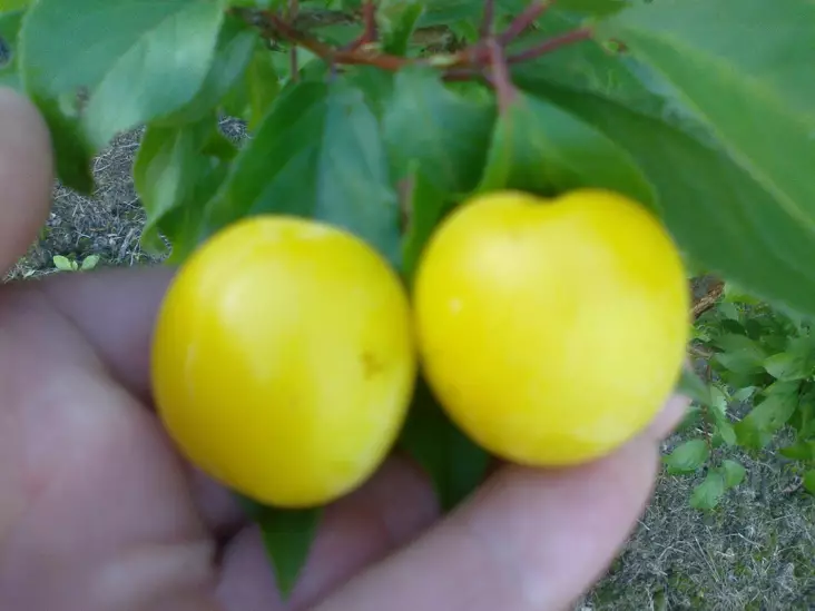 Kirsikkaluumu Podarok St.Petersb.150-200 - Luumupuut - 3941423824965 - 1