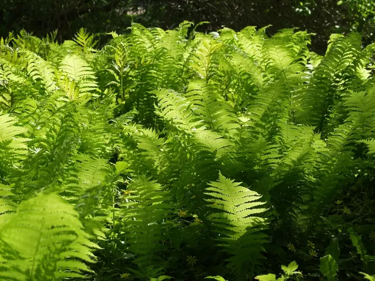 Kotkansiipisaniainen - Perennat - 6417481271005 - 1