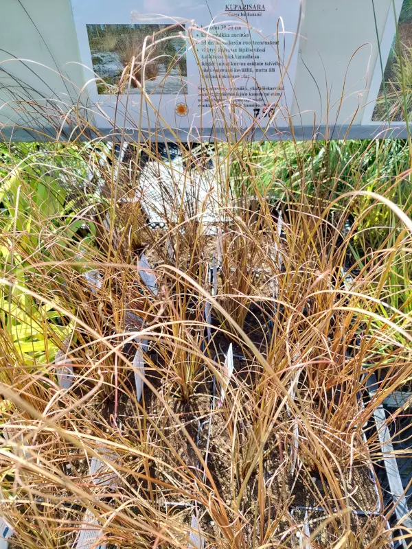 Kuparisara - Koristeheinät - AB10010012105 - 1