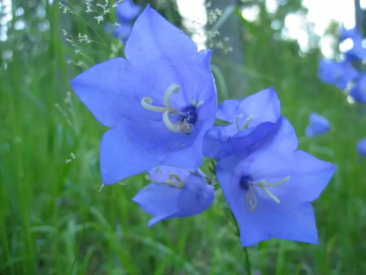 Kurjenkello sininen - Perennat - 6430019380475 - 1