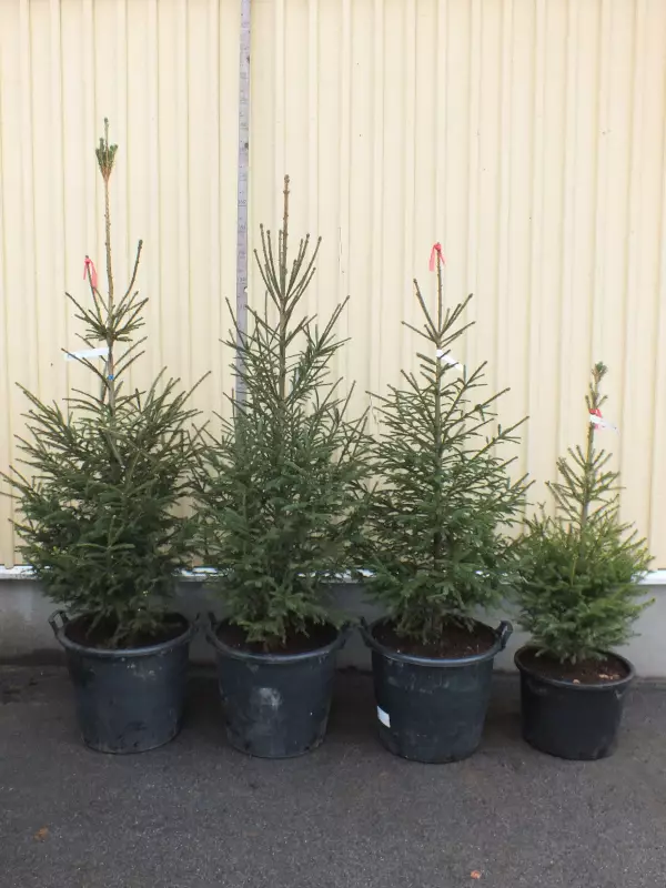 Kuusi - Kuuset - AB10010011975 - 10