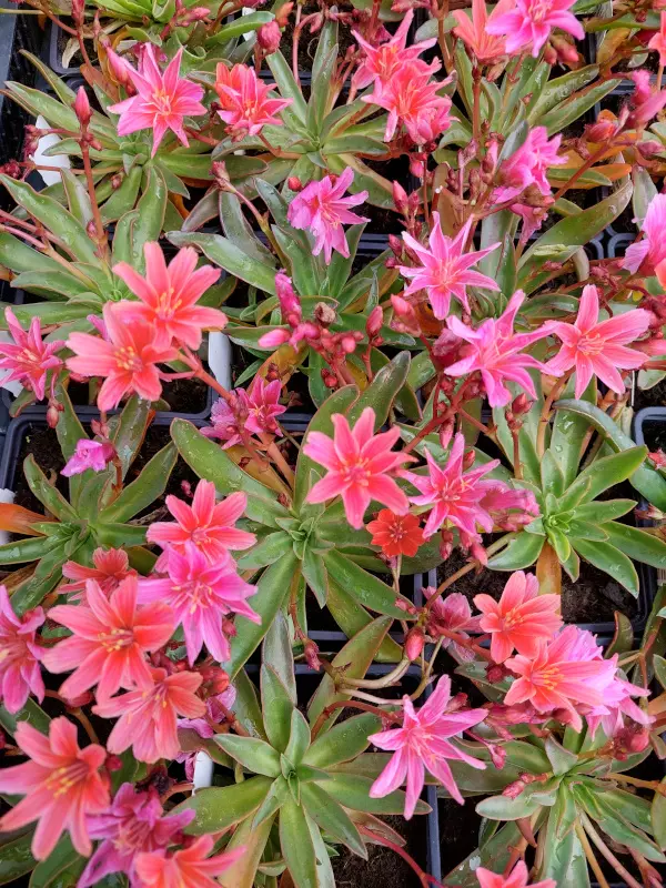 Levisia Little Plum (Tähtilevisia) - Perennat - 6430019382875 - 1