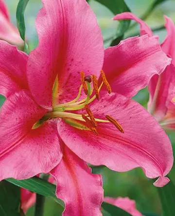 Lilja, `Acapulco` - Liljat - AB10010011495 - 1