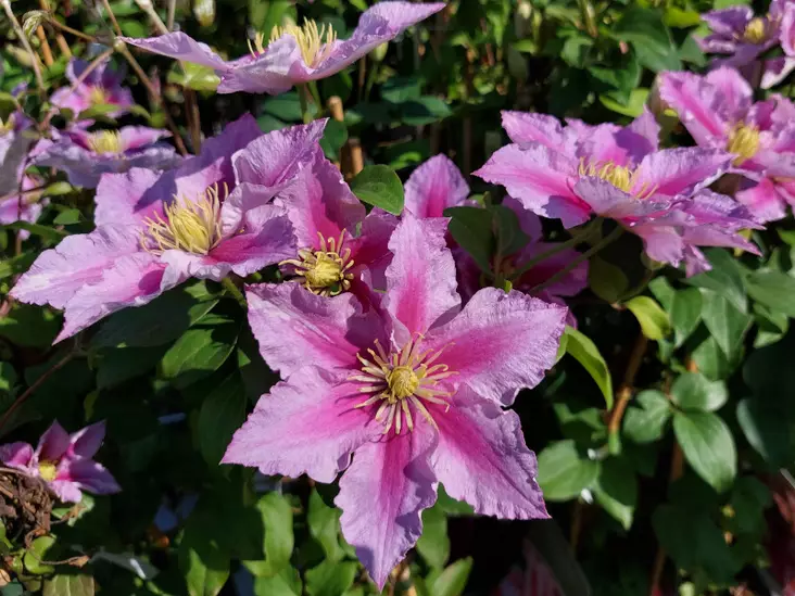 Loistokärhö Dr Ruppel - Clematikset - AB10010010595 - 1