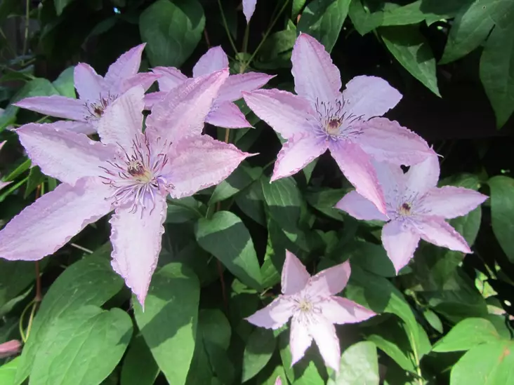 Loistokärhö Hagley Hybrid - Clematikset - 3944514494535 - 1