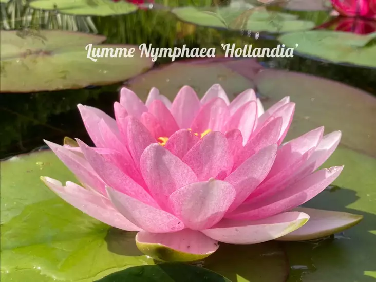 Lumme `Hollandia` - Lumpeet - AB10010010855 - 2