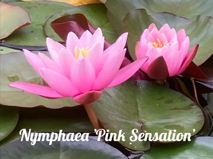 Lumme 'Pink Sensation' - Lumpeet - AB10010011325 - 1