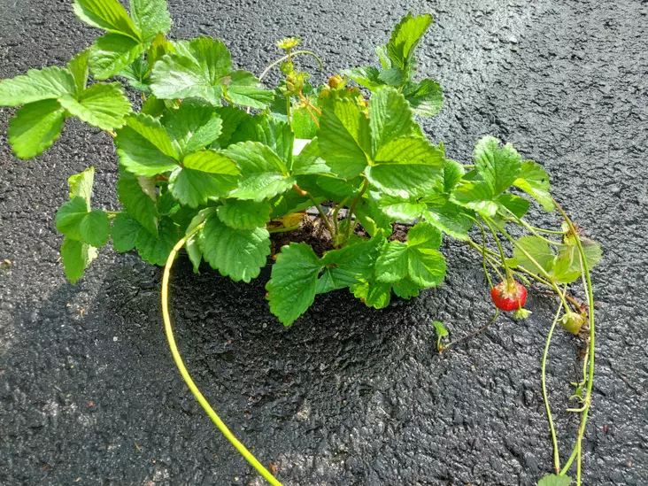 Mansikka Ria 10 kpl kenno - Mansikat - 3952126240365 - 1