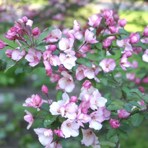 Helmiomenapensas Susanna - Astiataimet - 3948155498945 - 1