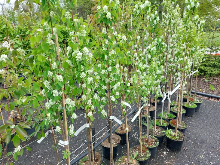 Marjatuomipihlaja Obelisk 150-200 - Pikkupuut / rungolliset pensaat - AB10010010445 - 5