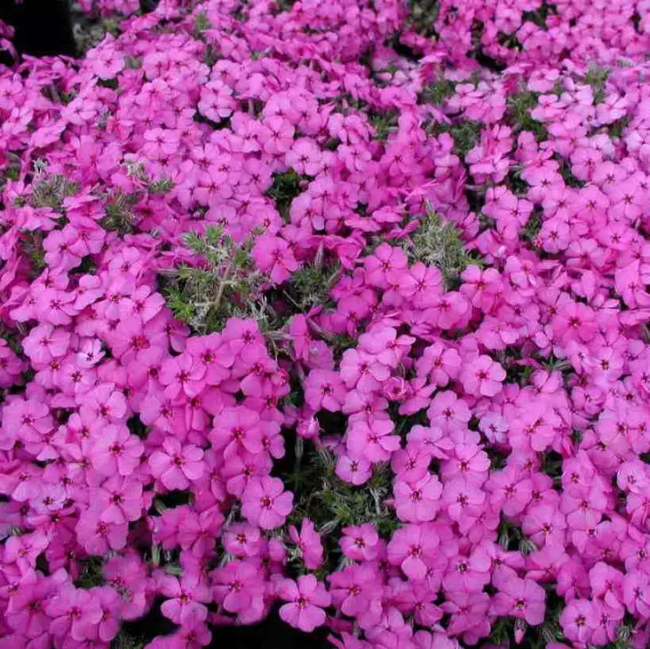 Mätäsleimu Red Admiral - Perennat - 6430019383155 - 1