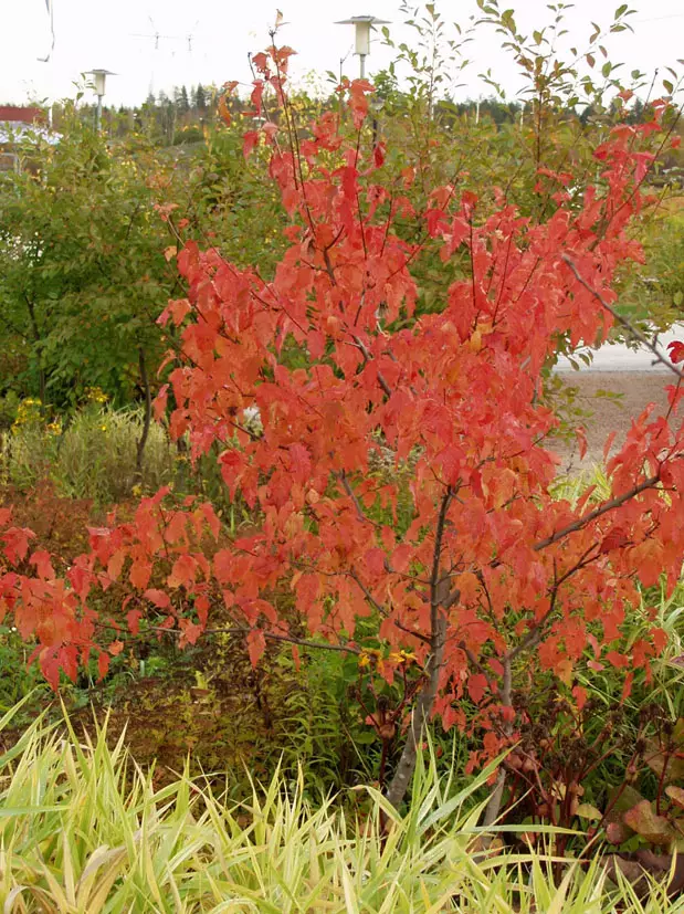 Mongolianpikkuvaahtera - Astiataimet - 3940516104335 - 1