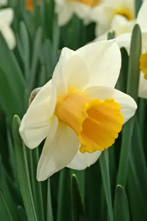 Narsissi `Salome` - Narsissit - AB10010011855 - 1