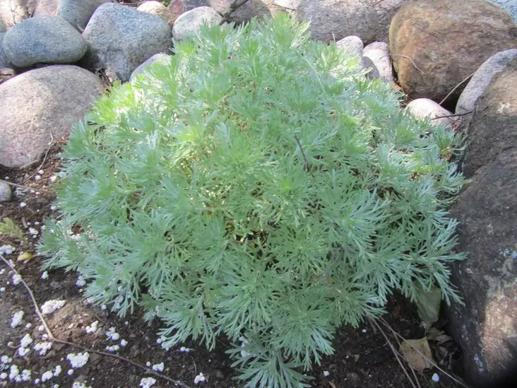 Ohotanmaruna Nana - Perennat - 6430019380185 - 1