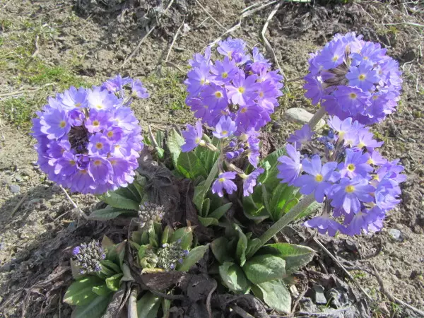 Palloesikko - Perennat - 6417481272125 - 1