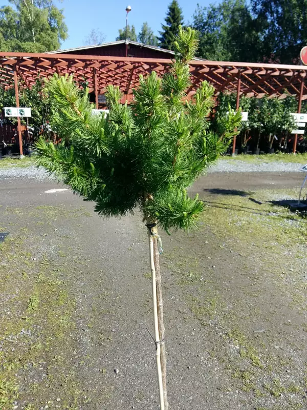 Palloeuroopanlehtikuusi Kornik, runko 120 cm - Kuuset - 3941104528755 - 1