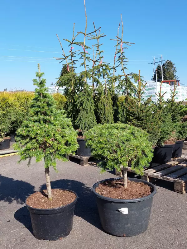 Pallosiperianpihta Pallo-Pekka - Pihdat - AB10010011945 - 1