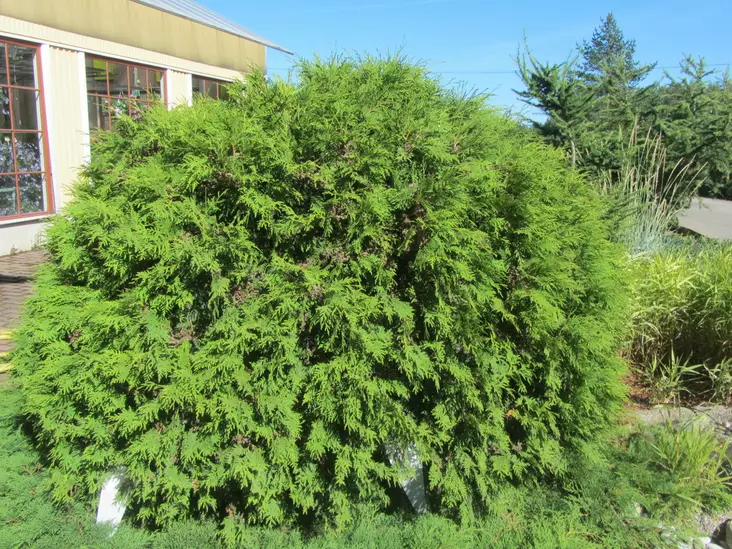 Pallotuija Globosa - Tuijat - 3940564798265 - 1