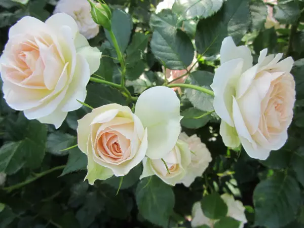 Pastella Tantop Royal - Ryhmäruusut - 4015319902385 - 1