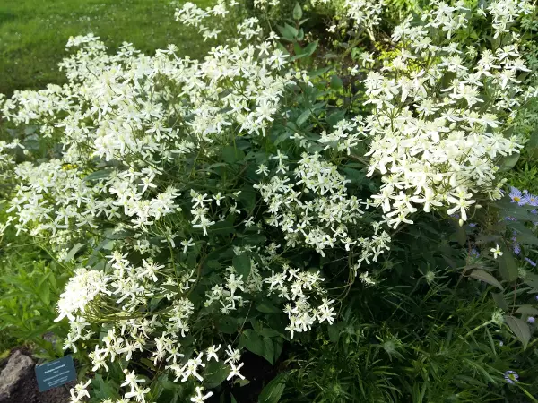 Pensaskärhö Purpurea - Clematikset - AB10010010145 - 1