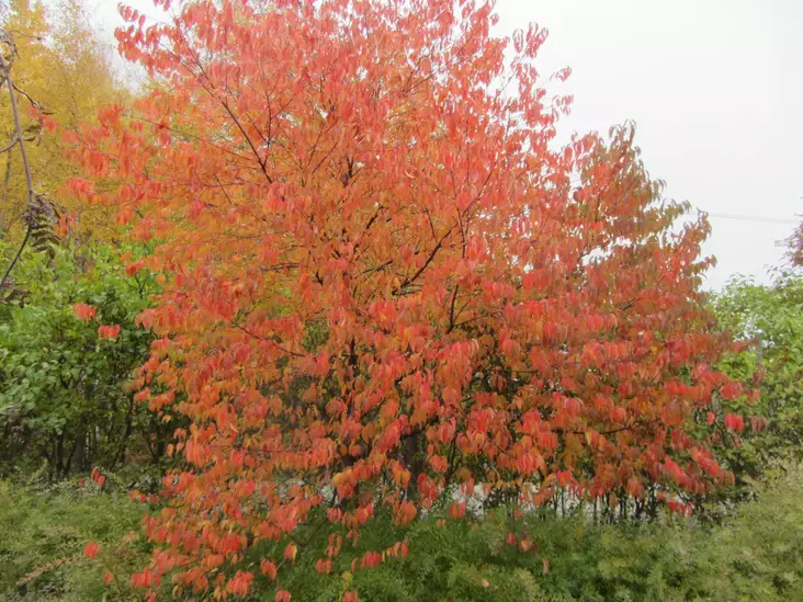 Pilvikirsikka - Lehtipuut - AB10010011915 - 1