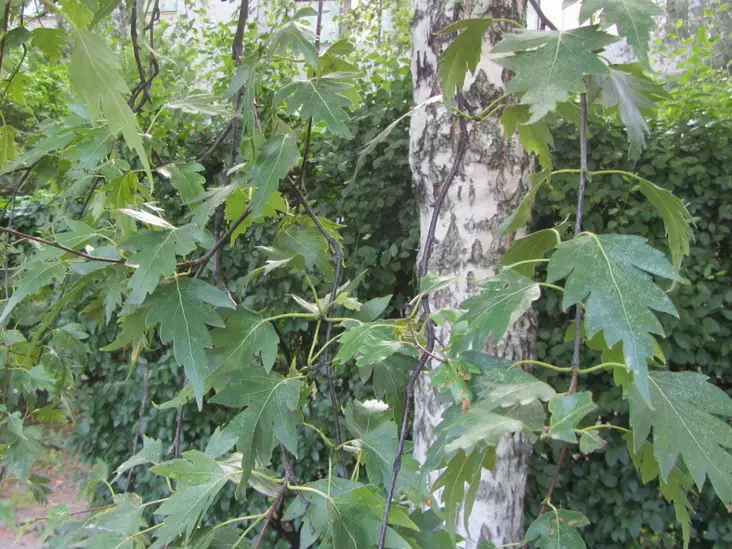 Pirkkalankoivu - Lehtipuut - AB10010011886 - 1