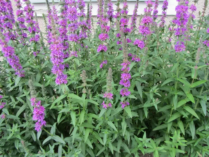 Pohjanrantakukka - Perennat - 6417481270985 - 1