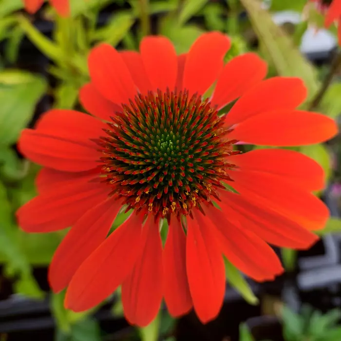 Punahattu Lakota Orange - Perennat - AB10010011175 - 1