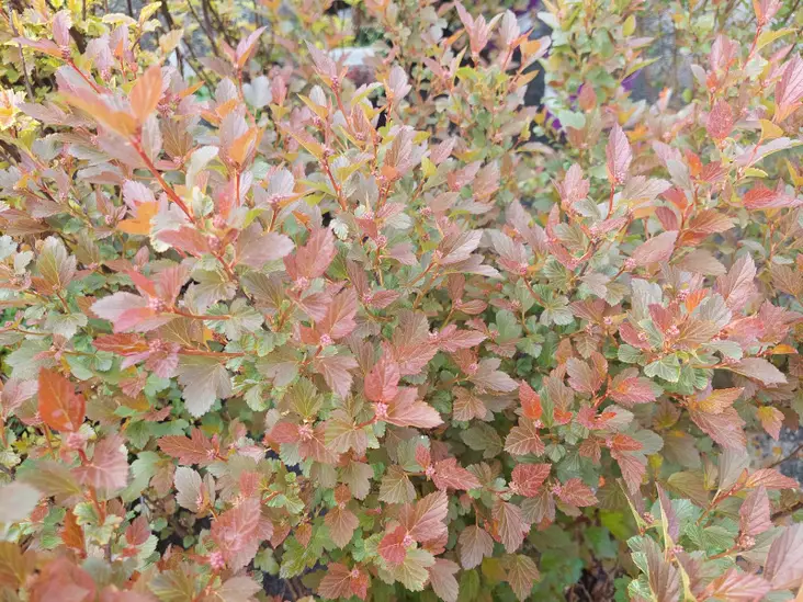 Purppuraheisiang. Spicy Devil® - Astiataimet - AB10010011795 - 1