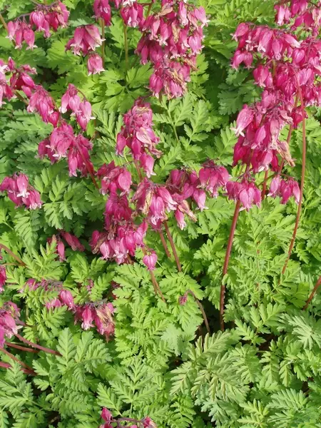 Purppurasydän - Perennat - AB00000000045 - 1