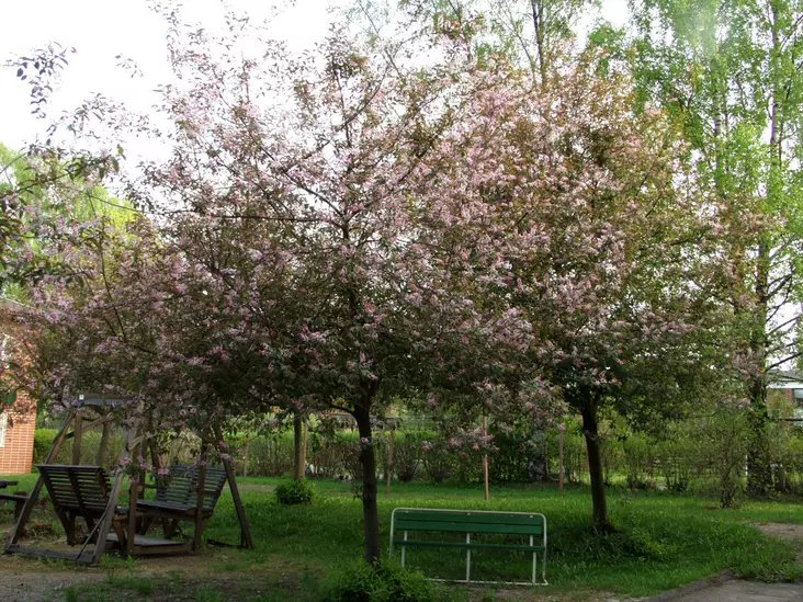 Purppuratuomi Colorata - Lehtipuut - AB10010012135 - 1