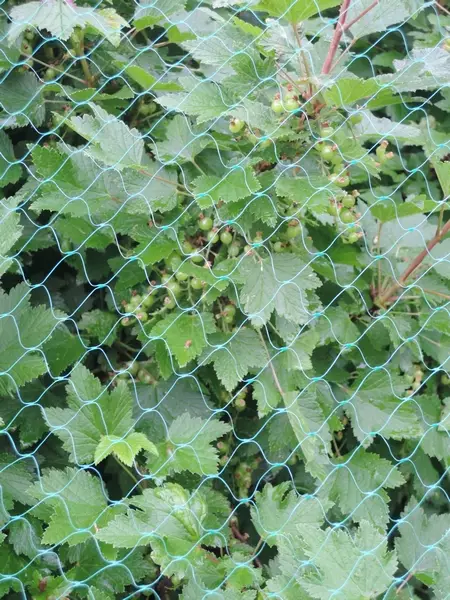 Rastasverkko, pienisilmäinen 2*5m - Kasvinsuojaus - 6430040627365 - 1