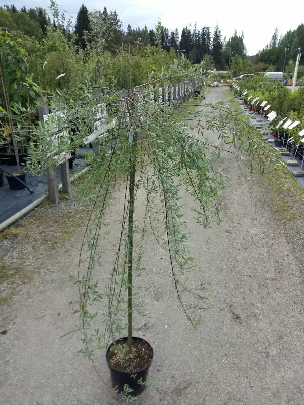 Riippapunapaju Pendula runko 120cm - Riippapuut - 205 - 1