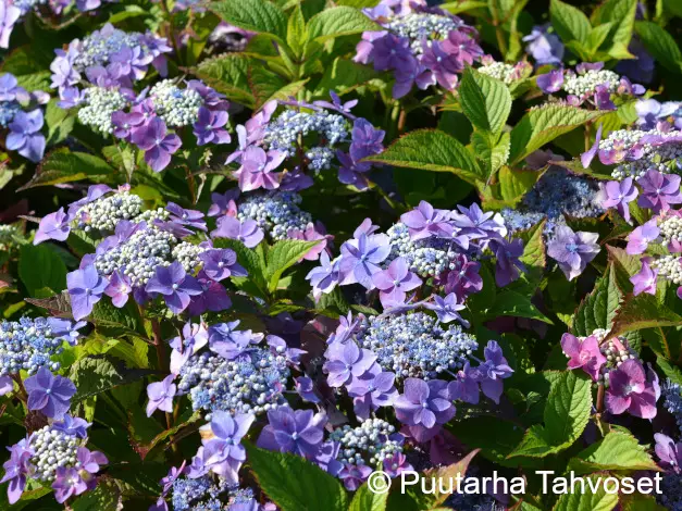 Safiirihortensia FLAIR & FLAVOURS® BLACKBERRY PIE - Astiataimet - 8717191534505 - 1